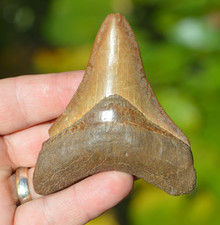 Stunning 3.5 megalodon for sale  UK