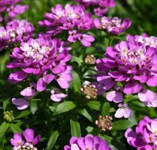 perennial plug plants for sale perennial plug plants for sale LONDON
