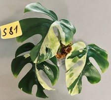 Rhaphidophora tetrasperma vari gebraucht kaufen  Köln