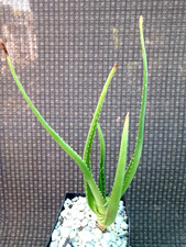Aloe rivierei plant for sale  Mira Loma