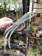 Aloe suprafoliata pot for sale  Houston