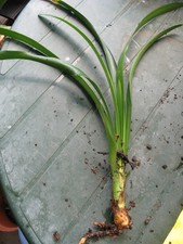 Clivia ableger mutterpflanze gebraucht kaufen  Nidderau