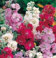 Stock matthiola incana for sale  CAMELFORD