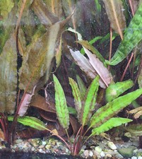 Aquarienpflanzen wasserkelch c gebraucht kaufen  Düsseldorf