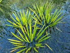 Wasseraloe krebsschere stratio gebraucht kaufen  Waiblingen