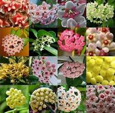 Mixed hoya seeds for sale  Laguna Niguel