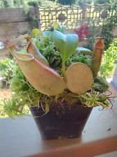 Nepenthes bicalcarata lowland for sale  Shipping to Ireland