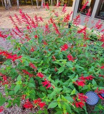 Live pineapple sage for sale  USA