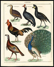 Estampa antiga-PAVÃO INDIANO-TURQUIA-CURASSOW-GALO-PAVÃO-Pl.85-Oken-1833 comprar usado  Enviando para Brazil