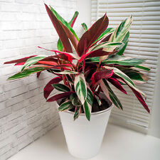 Calathea triostar large for sale  UK