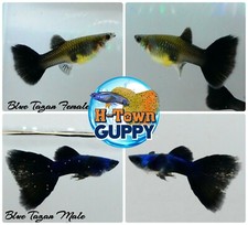 1 PAIR - Live Aquarium Guppy Fish High Quality - Blue Moscow - USA Seller for sale  Katy
