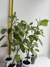 Natural healthy diabetes for sale  DAGENHAM