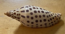 Junonia shell junonia for sale  Littleton
