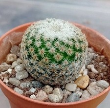 Mammillaria tlalocii fo223. for sale  CHESTER