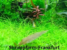 Wasserpflanzenset aquarium sor gebraucht kaufen  Frankfurt am Main