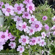 Alpine phlox plant for sale  NORTHAMPTON