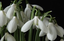 Galanthus dryad regina for sale  YORK