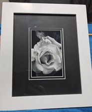 Black white rose for sale  Sedona