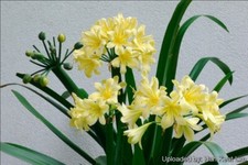 Yellow clivia bush for sale  Camarillo