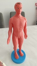 Corpo umano modellino usato  Dolo