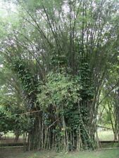 Graines bambusa polymorpha d'occasion  Sabres