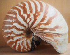 Coquillage nautile seashelle d'occasion  Champs-sur-Marne