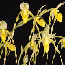 Paphiopedilum philippinense al for sale  LONDON