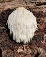 Dried lions mane for sale  HYDE