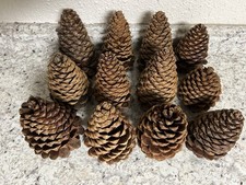 California ponderosa pine for sale  West Richland