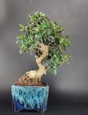 Bonsai olivastro wildolive usato  Venezia
