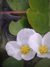 Floating lily water for sale  WAKEFIELD