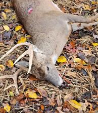 Huge whitetail deer for sale  Edwardsville