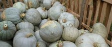 Zucca blu ungherese usato  Spedire a Italy