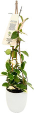 Hoya carnosa krimson usato  Roma