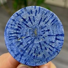 Grappolo barriera corallina usato  Spedire a Italy