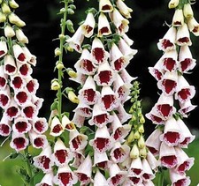 Foxglove digitalis elsie for sale  BELLSHILL