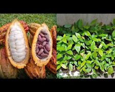 Red theobroma cacao for sale  USA