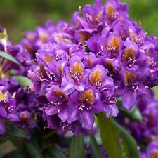 Rhododendron marcel menard for sale  NORTHWICH