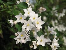 Solanum album climbing for sale  MARCH