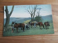Postcard horses food for sale  MABLETHORPE