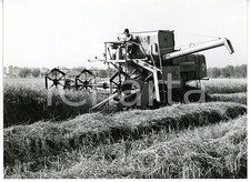 1960 area vercelli usato  Milano
