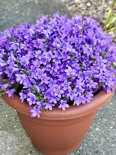 Campanula carpatica blue for sale  KEIGHLEY