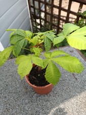 Horse chestnut tree for sale  GALASHIELS