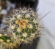 Sclerocactus wetlandicus hybryd na sprzedaż  PL