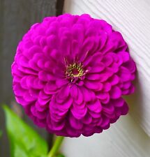 250x purple zinnia for sale  DEWSBURY