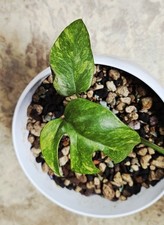 Rhaphidophora tetrasperma vari gebraucht kaufen  Nachrodt-Wiblingwerde