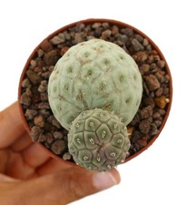 Tephrocactus geometricus selez usato  Napoli
