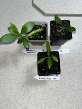 Rare ant plant for sale  Eustis