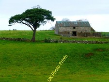 Photo 6x4 tree for sale  FAVERSHAM