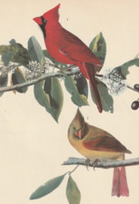 1942 audubon art for sale  Medina